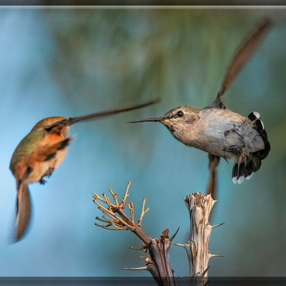 Who doesn't love Hummies?! - Picture 2 of 16